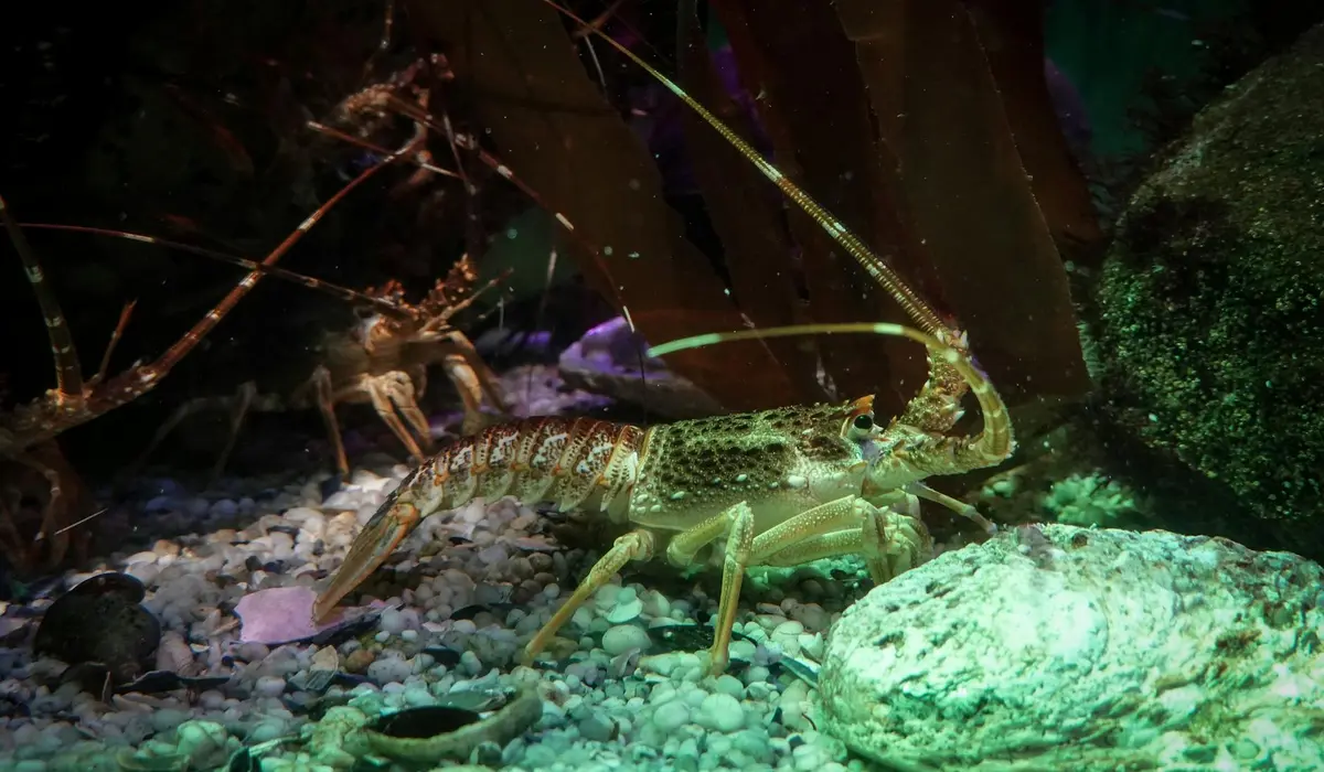 Freshwater planted aquarium with a crayfish among gravel and rocks, demonstrating a tank where aquatic plants depend on proper nutrient balance.