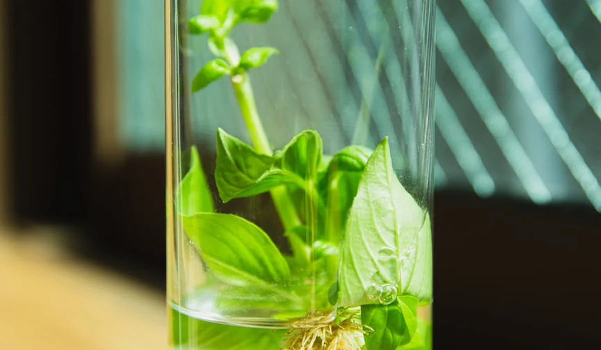 Close-up of an aquarium plant with roots submerged in water inside a clear glass container, illustrating careful plant care.
