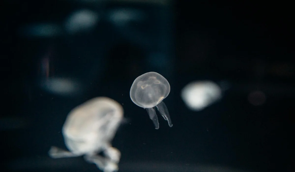 Translucent jellyfish swimming in a dark aquarium, showcasing the unobstructed views of a rimless tank.