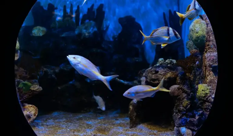 Circular aquarium with several small tropical fish swimming among rocks and coral.
