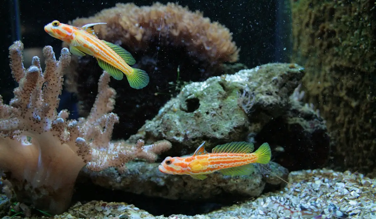Two small orange-striped fish swim in an aquarium with brownish substrate and algae-covered rocks, illustrating dangerous sand discoloration.