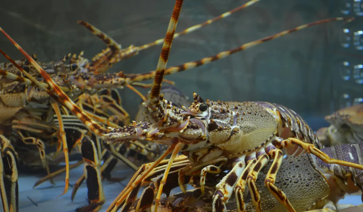Close-up of a crayfish in a home aquarium, highlighting the glass seams where sealant can deteriorate.