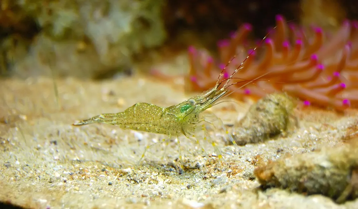 Green shrimp on a sandy substrate inside a home aquarium, with pink coral-like anemones in the background.