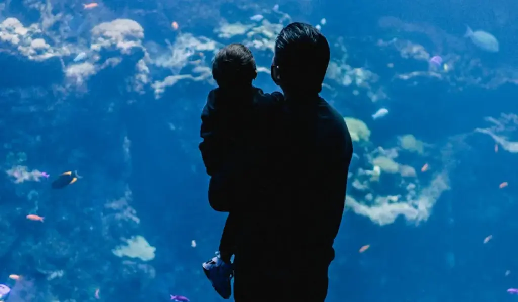 Cold Water vs Tropical Fish: Your Simple Guide to the Perfect Pick