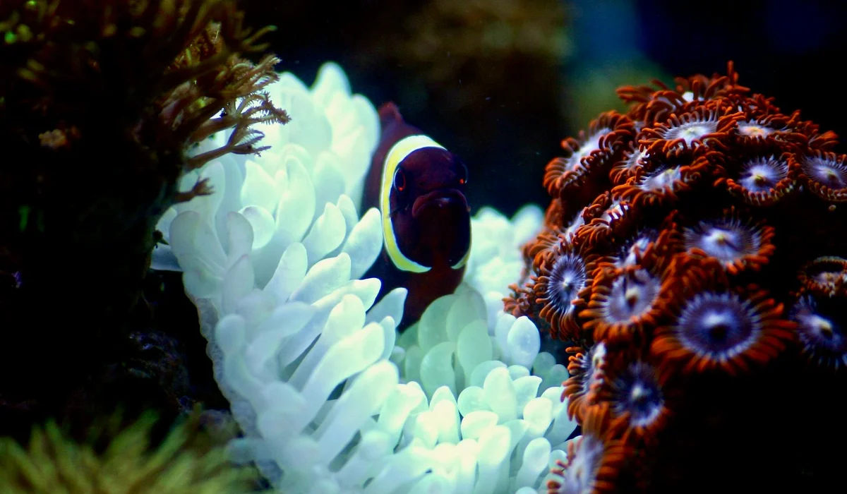 Clownfish nestled among bright corals in a vibrant home aquarium.