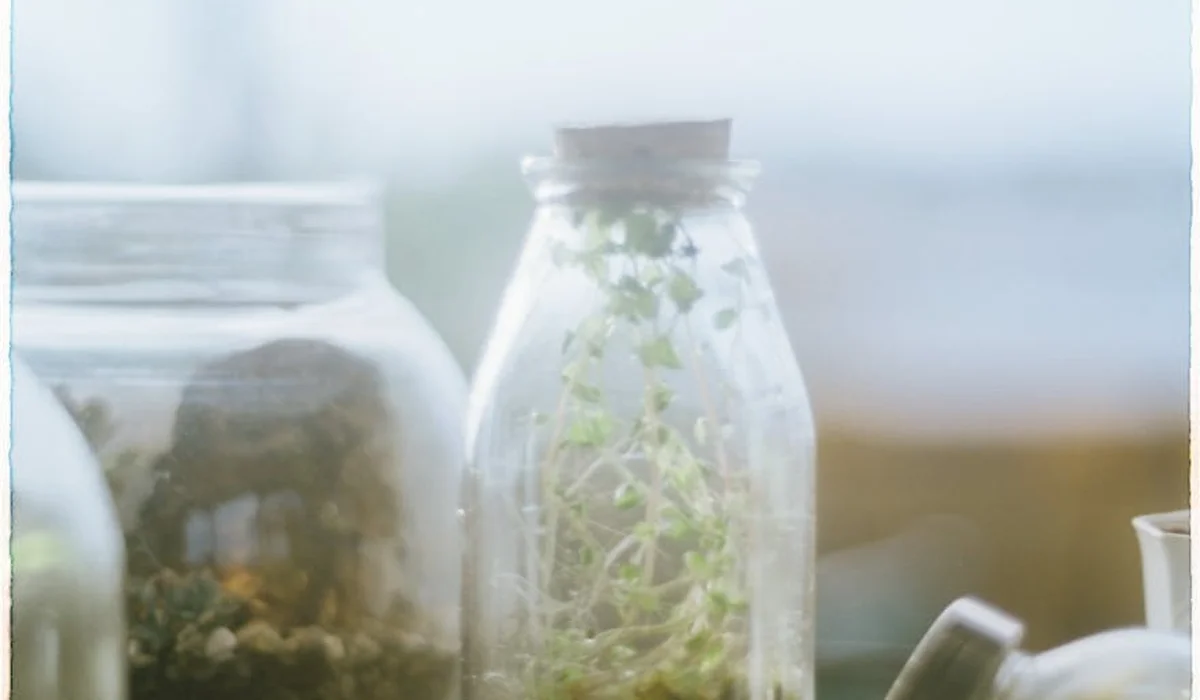 Close-up of glass jars with small plant cuttings, representing terrarium components for converting an aquarium into a terrarium.