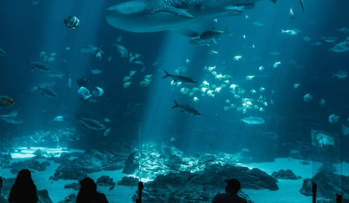 Silhouettes of visitors looking at a large aquarium tank filled with fish and decorative rocks