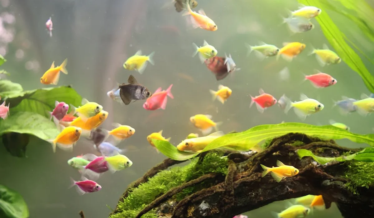 Colorful small fish swimming in a freshwater aquascape with green plants and a mossy driftwood centerpiece