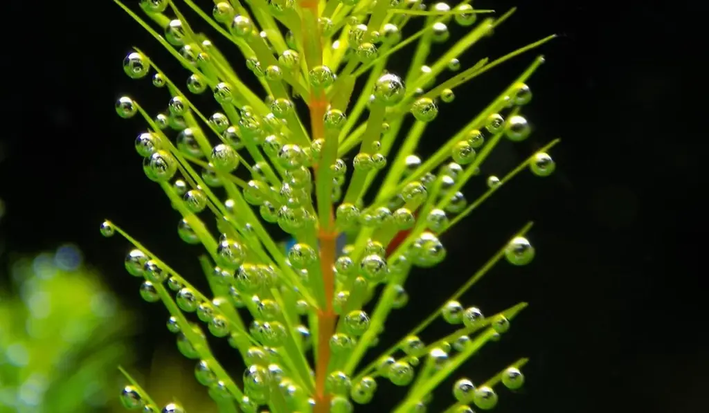 Your Guide to Aquascaping Styles: From Nature to Dutch & Beyond