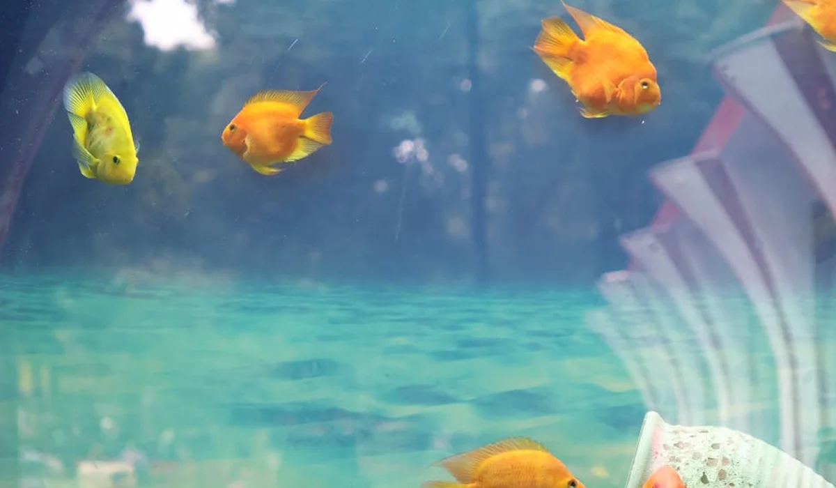 Four tropical fish swimming in a clear home aquarium with a blurred outdoor background.