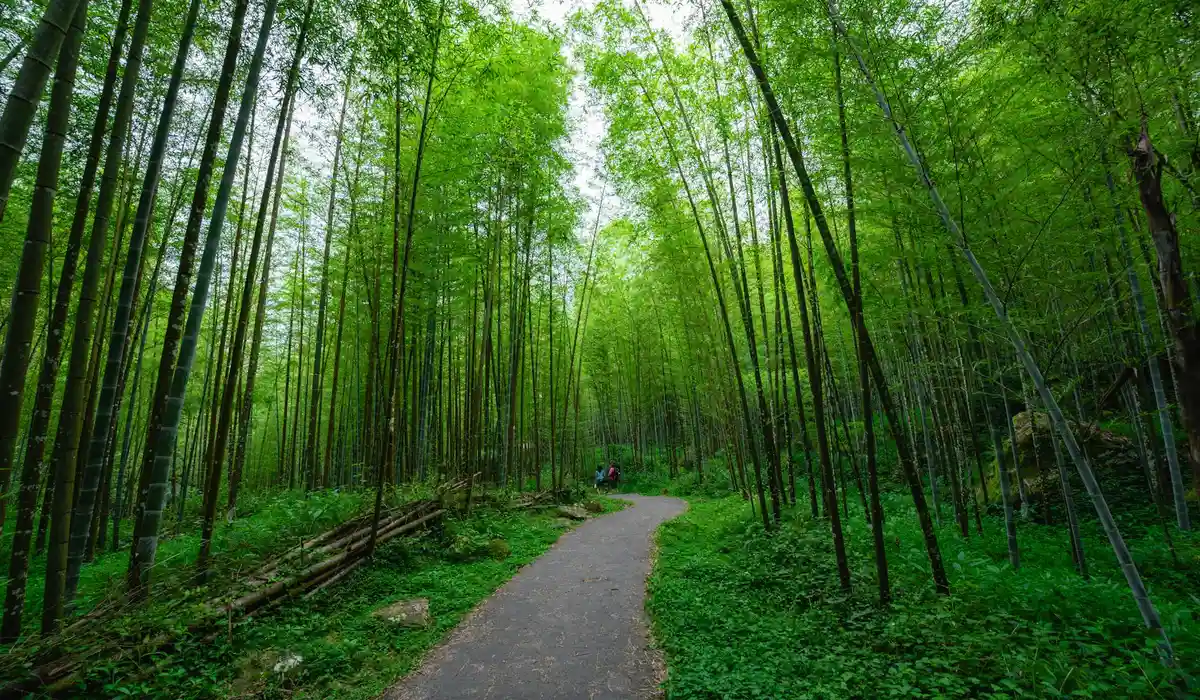 Path through a lush bamboo forest with tall green stalks and filtered sunlight.