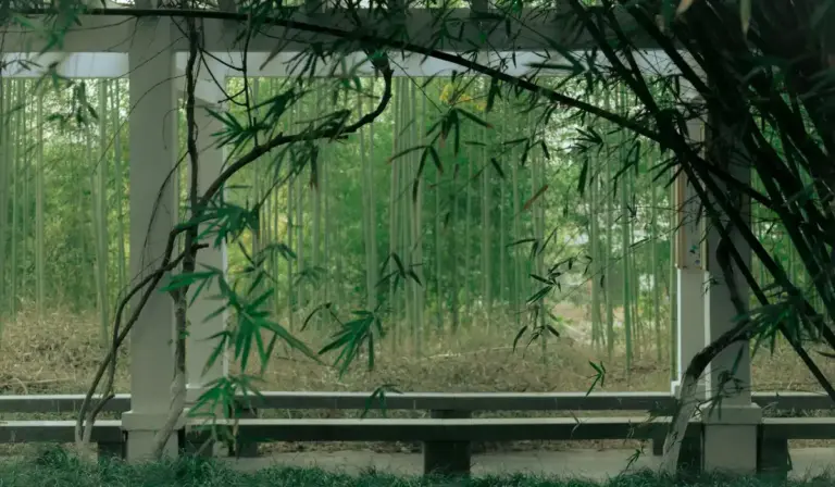 Indoor bamboo plants with green leaves in a greenhouse setting, visible through a framework of posts and glass