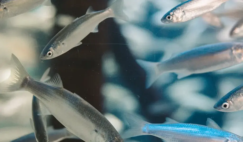 Your Perfect Aquarium Awaits: 10 Easy, Themed Tank Ideas for New Hobbyists