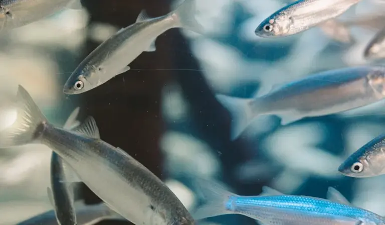 Small schooling fish swimming in a clear aquarium, ready for beginner-themed setups