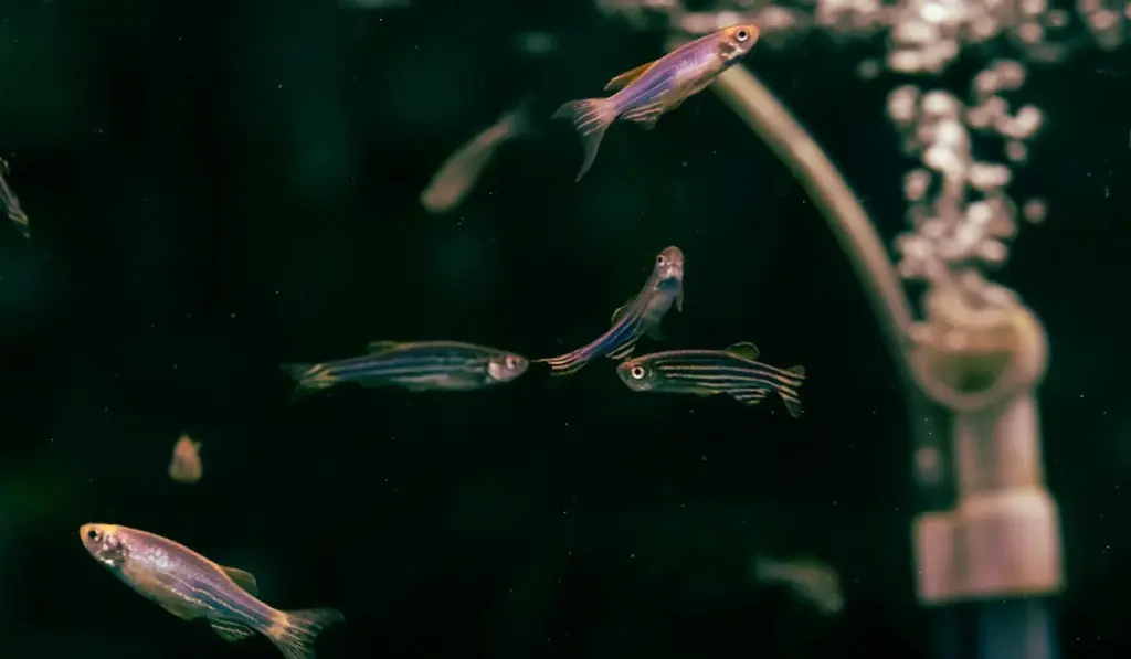 Aquarium Filtration Simplified: Your Guide to Crystal Clear Water in Any Tank