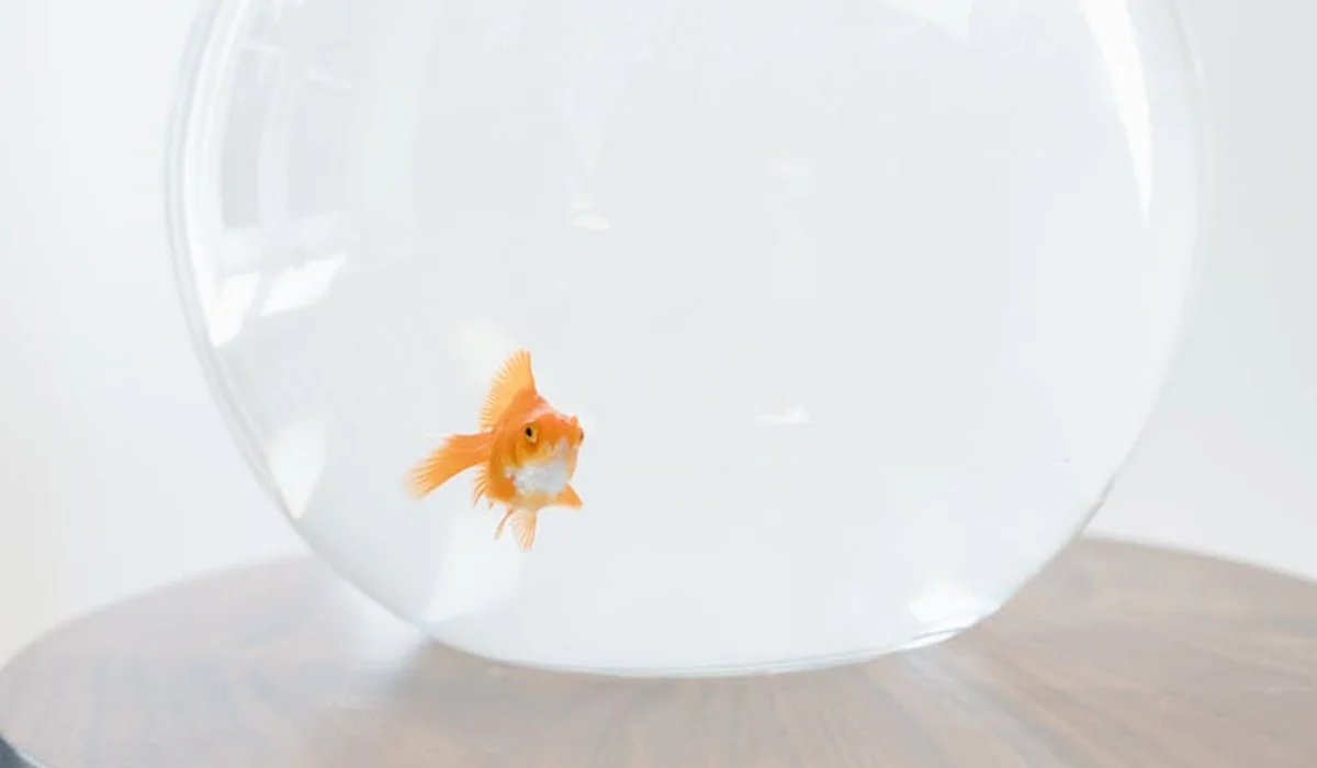 Orange betta fish swimming in a clear glass bowl on a wooden surface