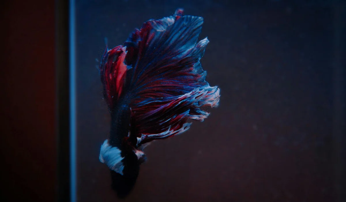 A red and blue betta fish with long flowing fins in a dark aquarium