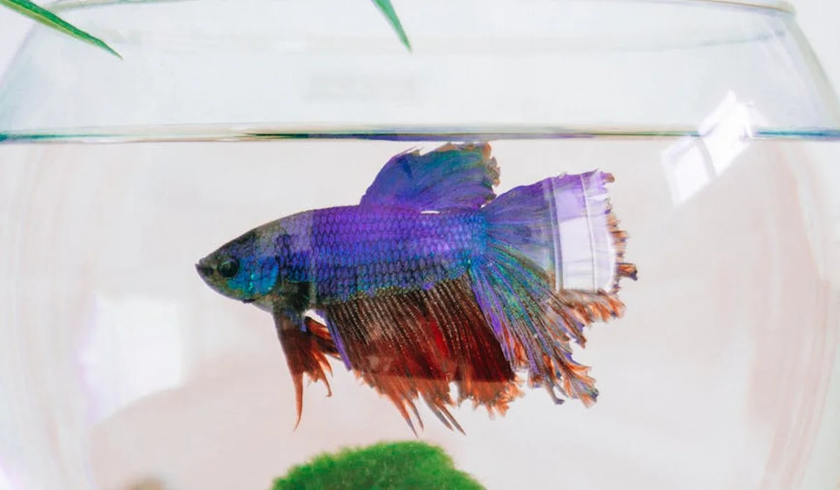 Colorful betta fish swimming in a glass aquarium