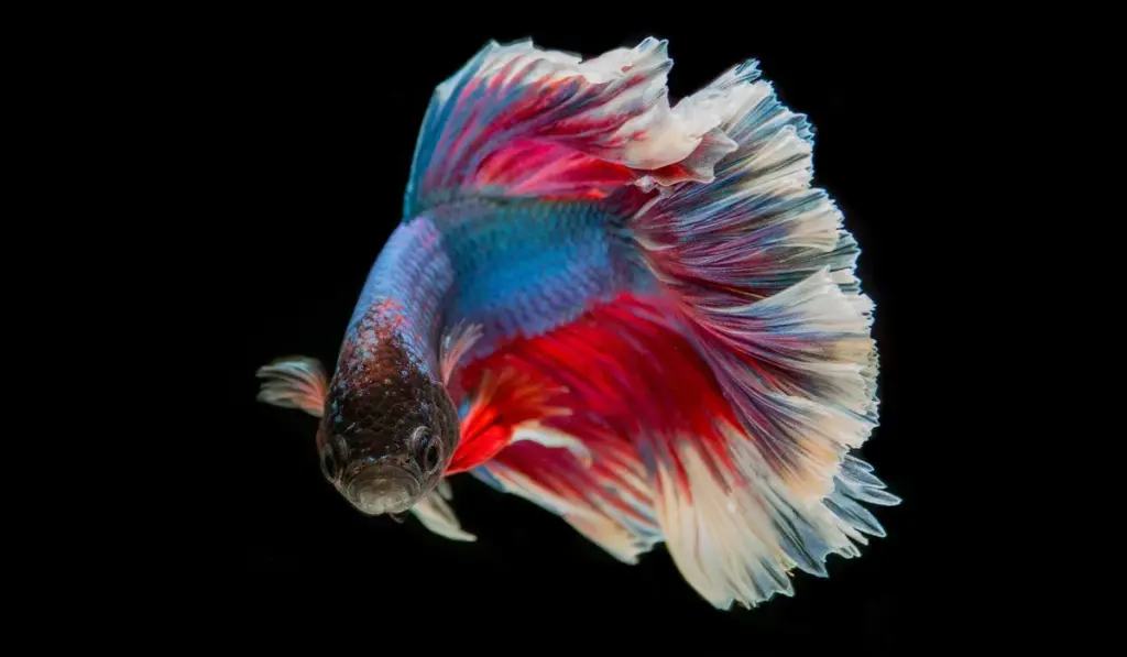 Betta Fish Myths Debunked: The Truth About Their Real Needs