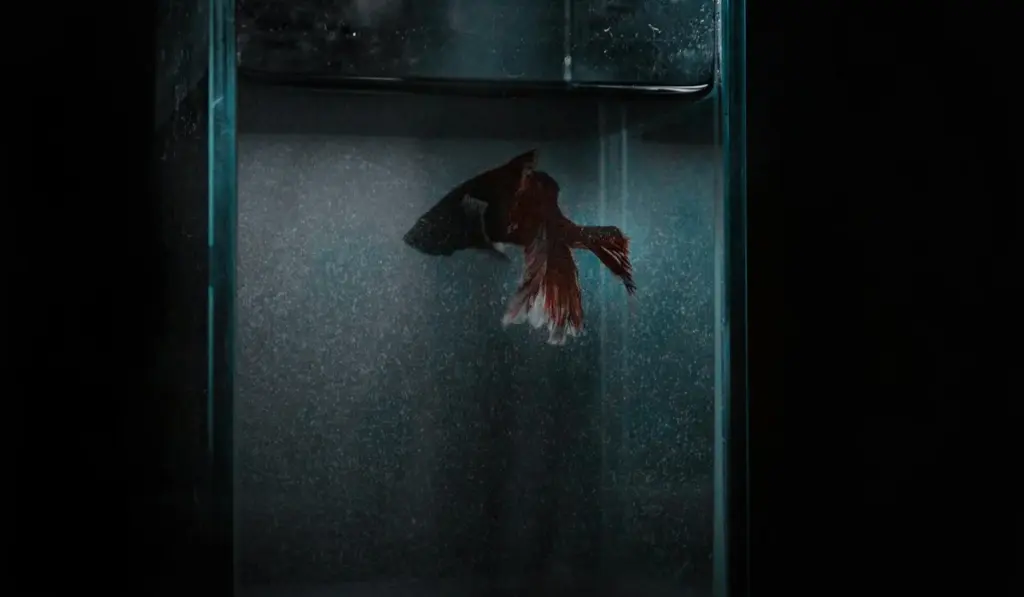 Vinegar for Aquariums: The Safe Way to Clean Glass & Equipment