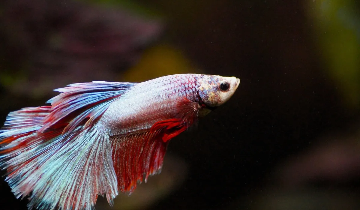 Close-up of a red and blue betta fish with flowing fins in a dark aquarium