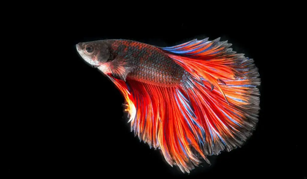 Your Betta’s First Swim: A Safe Guide to Tank Acclimation