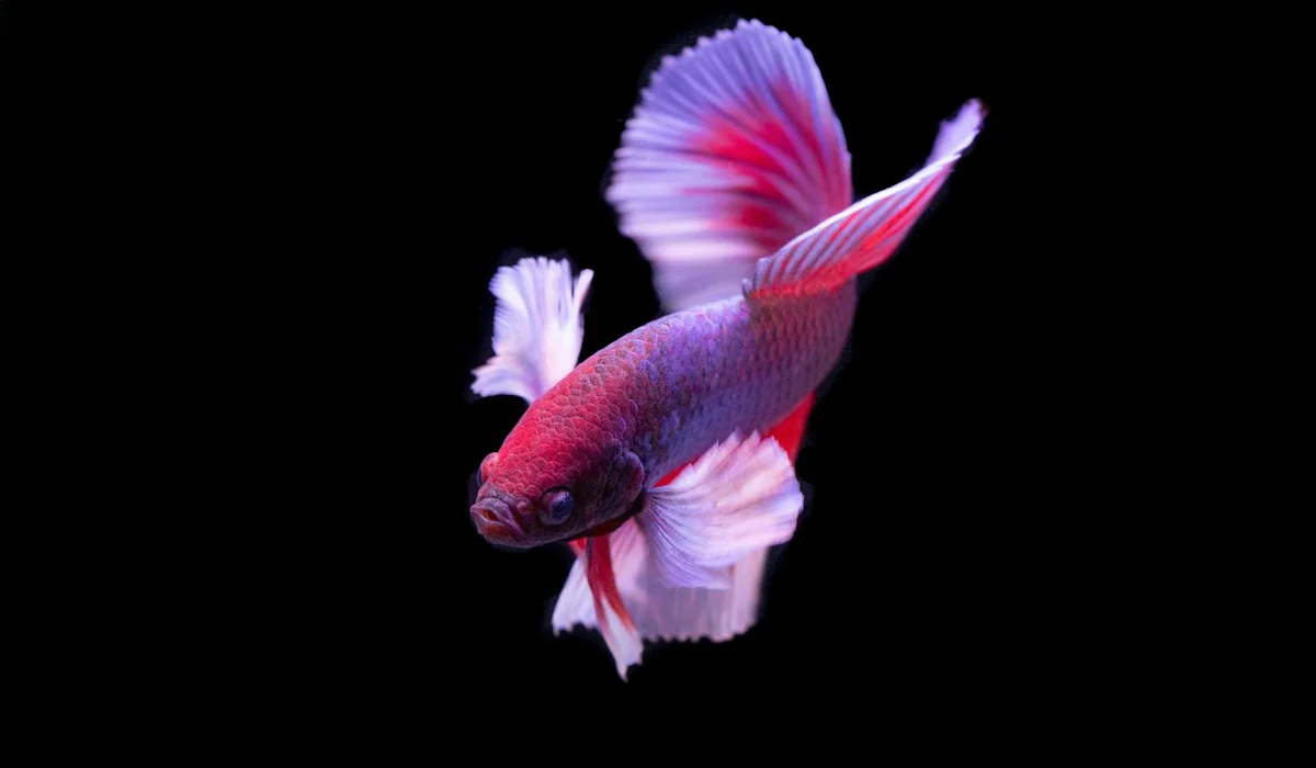 Red and white Siamese fighting fish (betta) with long flowing fins against a black background