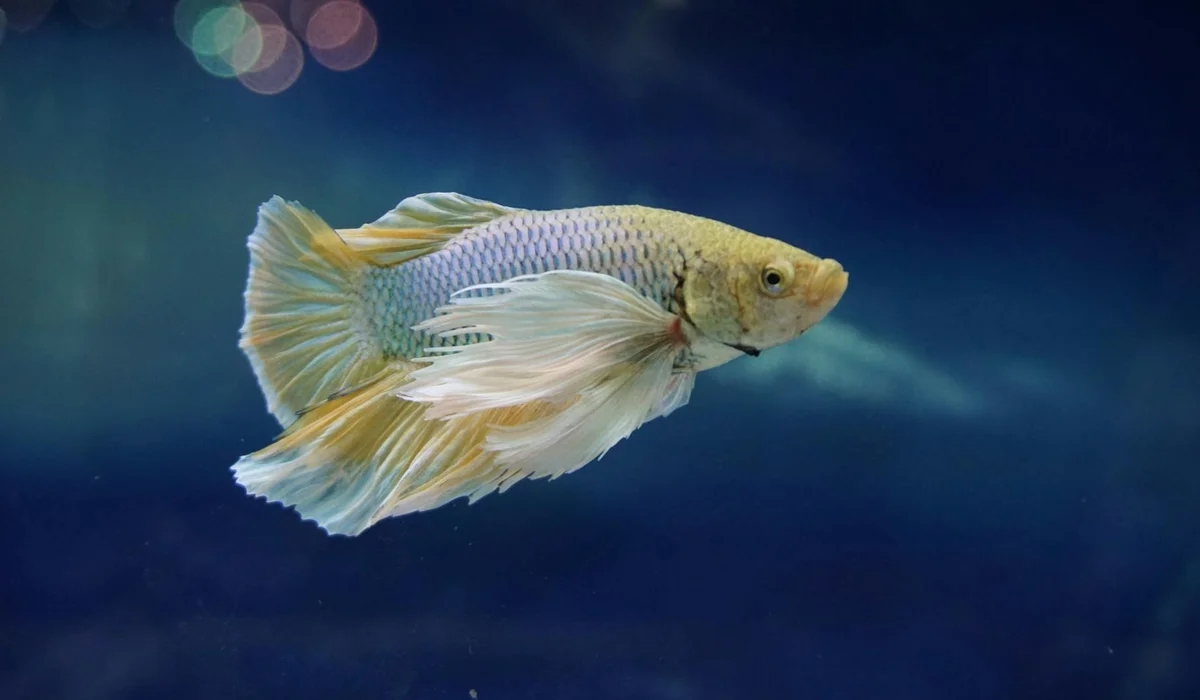 Pale yellow betta fish with long flowing fins swimming in a blue aquarium.
