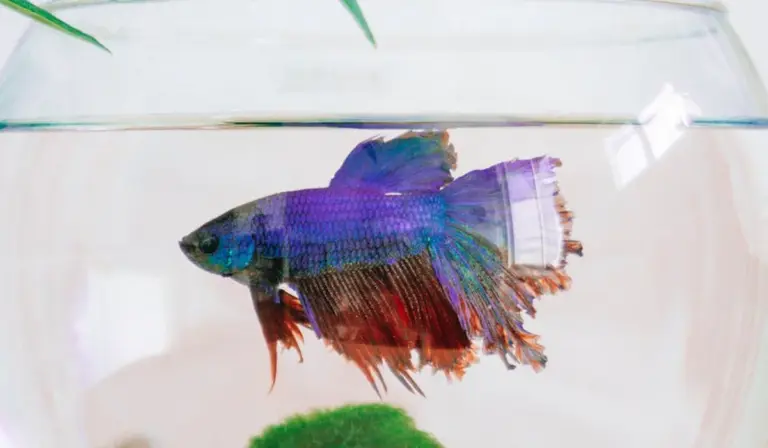 Colorful blue and purple betta fish swimming in a compact glass aquarium with a green plant at the bottom