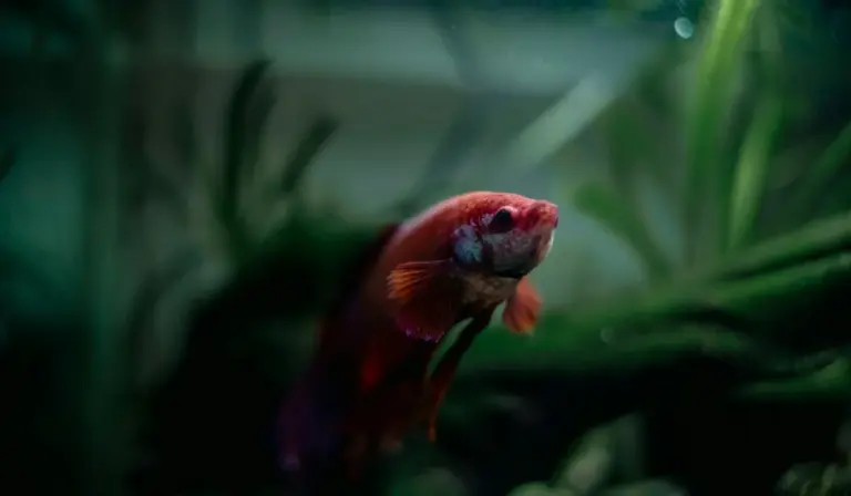 Red betta fish swimming among dense green aquatic plants in an aquarium.