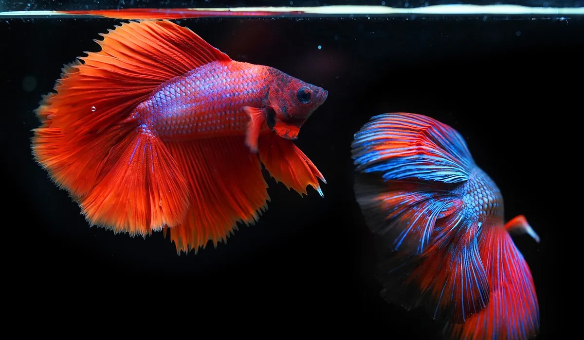 Two colorful betta fish, one red with long fins and one blue with iridescent highlights, swim in a dark aquarium.