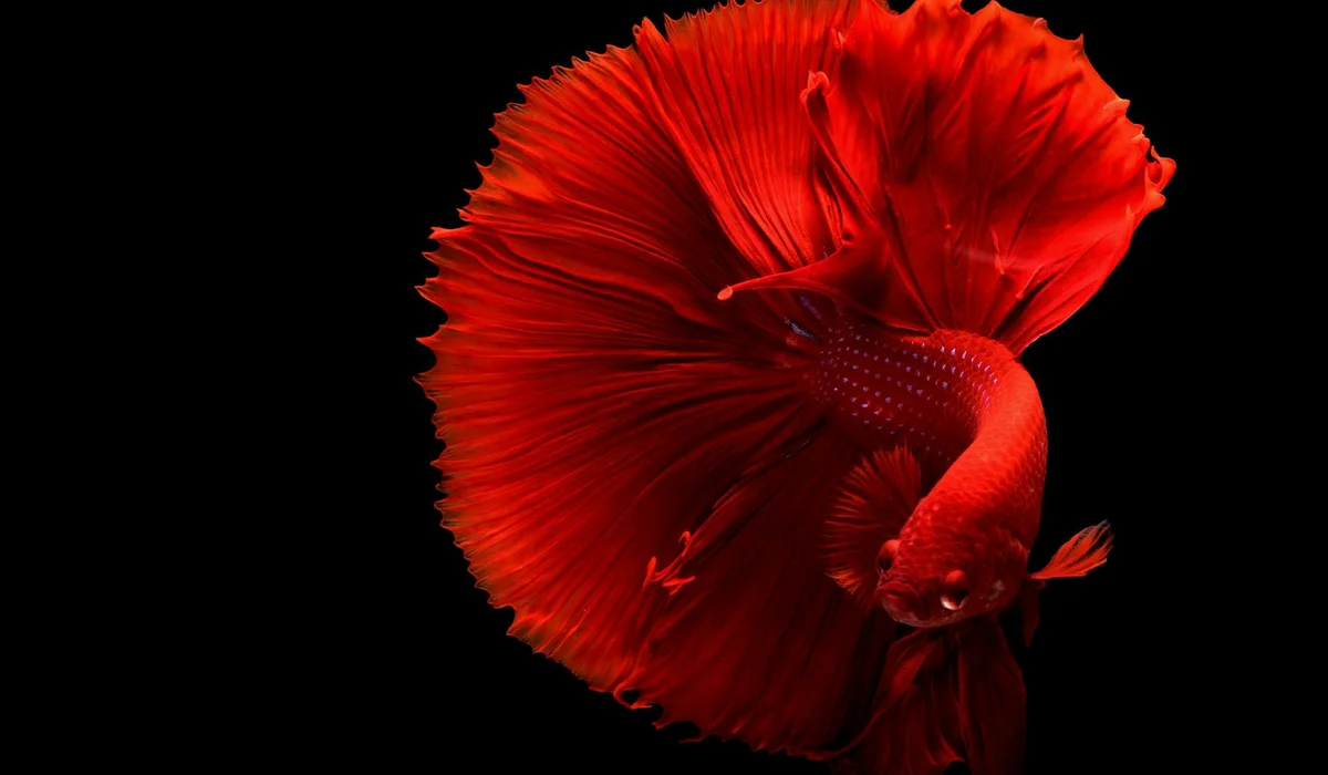 Red Betta fish against a black background, illustrating tropical aquascaping focus.