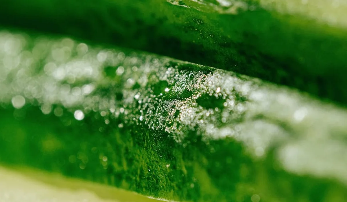 Close-up of a green biofilm on a surface with a slimy, textured appearance, illustrating the difference between biofilm and algae.