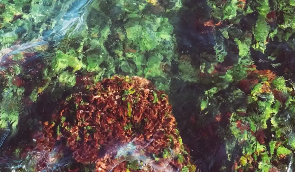 Your Permanent Solution to the Black Beard Algae Nightmare