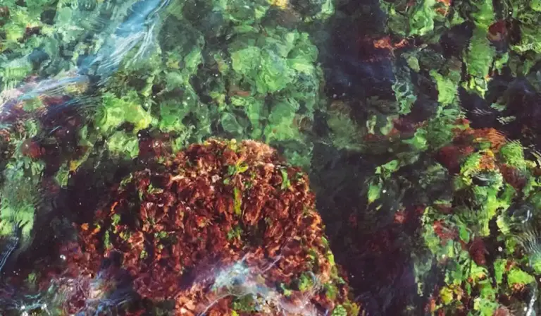 Close-up of an aquarium rockscape with green algae and dark, hair-like black beard algae