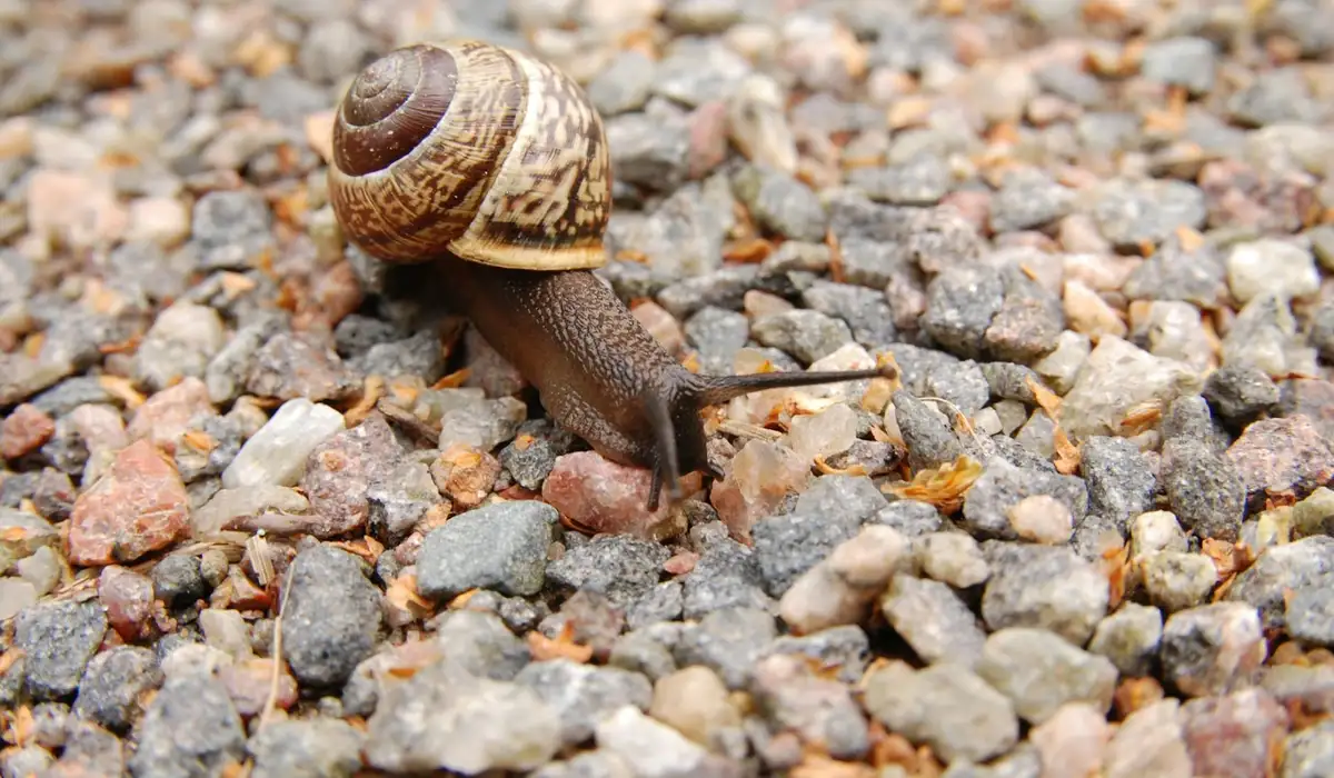 Brown bladder snail with a tall spiral shell crawling on aquarium gravel