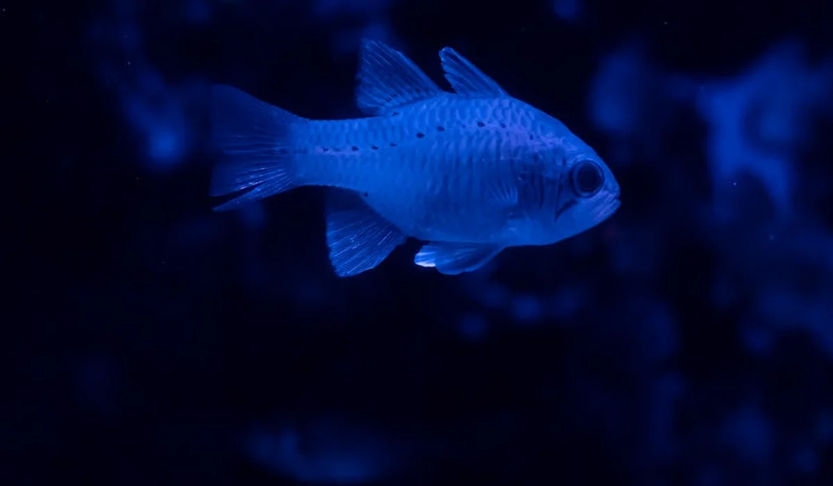 Blue aquarium fish swimming in a dark blue-lit tank