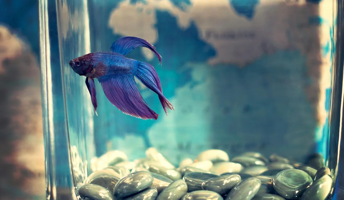 Blue betta fish swimming inside a glass aquarium with smooth pebbles on the bottom.