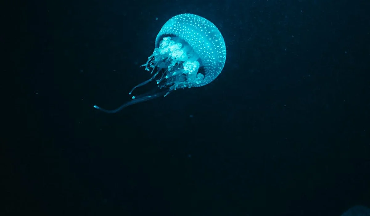 A blue jellyfish floating in dark blue aquarium water