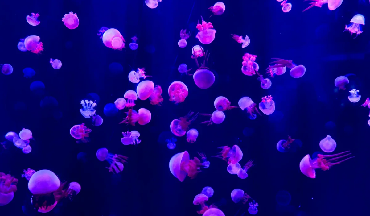 Cluster of pink and purple jellyfish drifting in a dark blue aquarium.