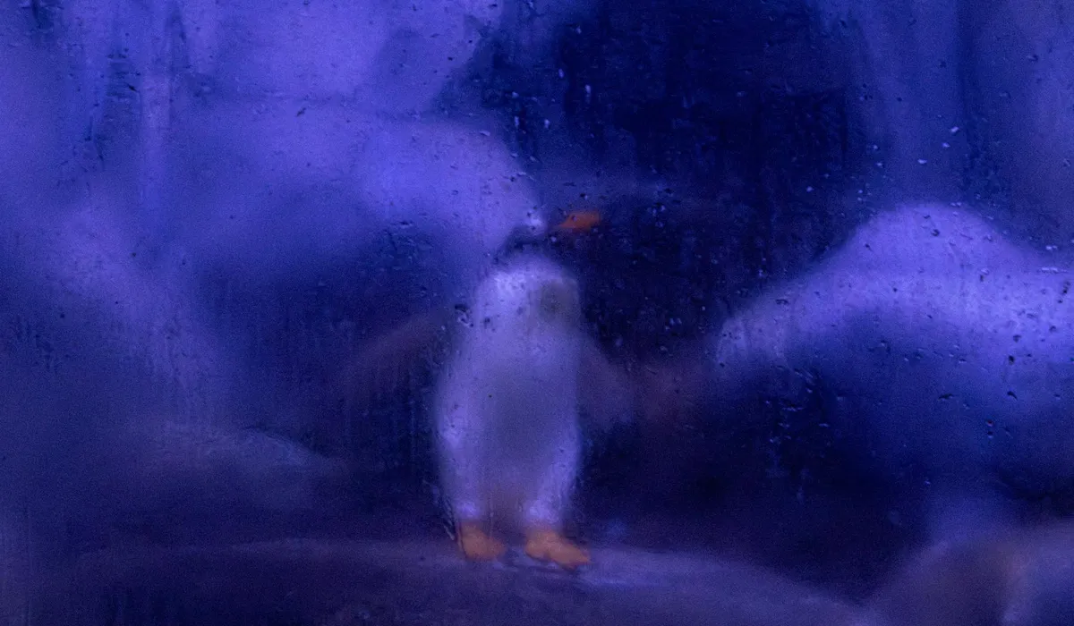 Blue-lit image of a penguin standing inside an aquarium, blurred and out of focus