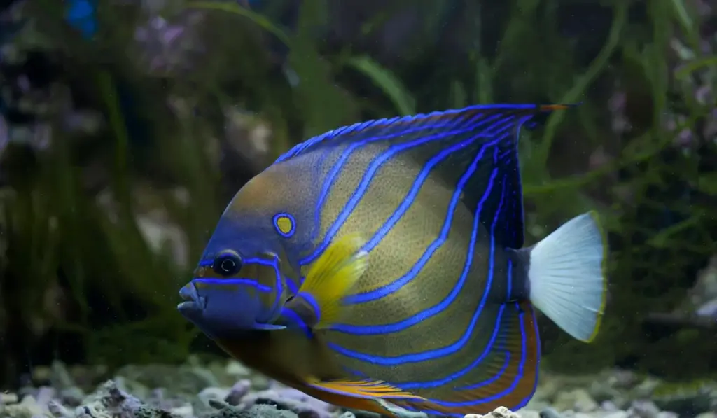 Your Crystal-Clear Guide to a Safe and Stress-Free Aquarium Deep Clean