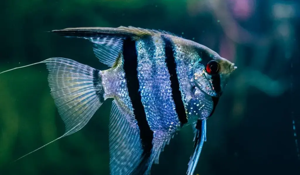 The Right Spot for Your Aquarium: Avoid These 3 Placement Mistakes