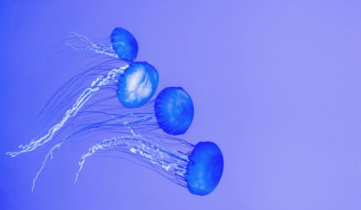 Blue jellyfish swimming in clear blue water