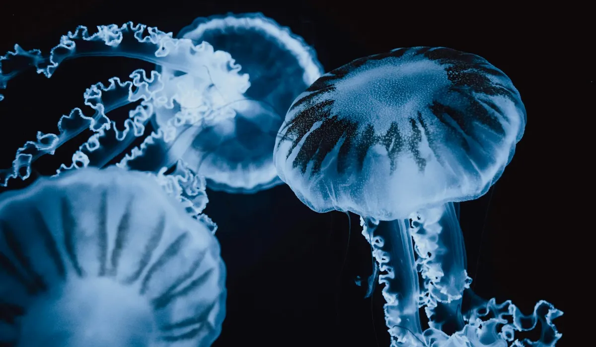 Blue jellyfish in dark water, illustrating an underwater aquarium scene