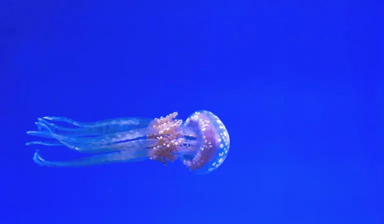 Translucent jellyfish with a rounded bell and long tentacles swimming in deep blue water