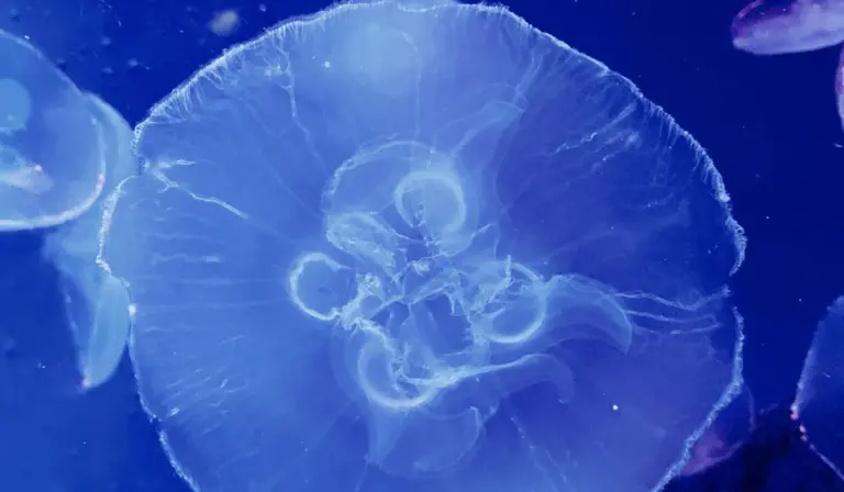 Blue-lit jellyfish in an aquarium