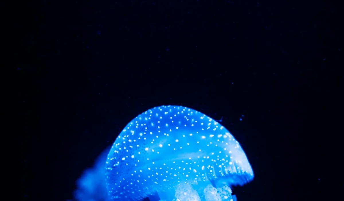 Bioluminescent blue jellyfish in a dark aquarium, suggesting a glowing accent for a custom lid