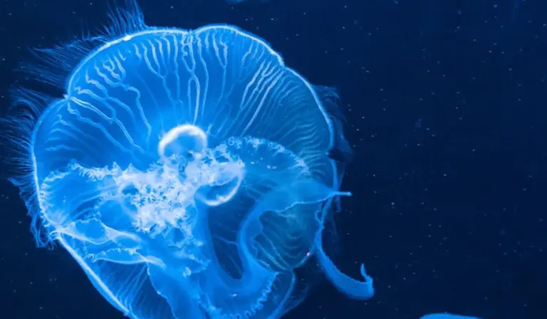 Blue jellyfish floating in dark blue water