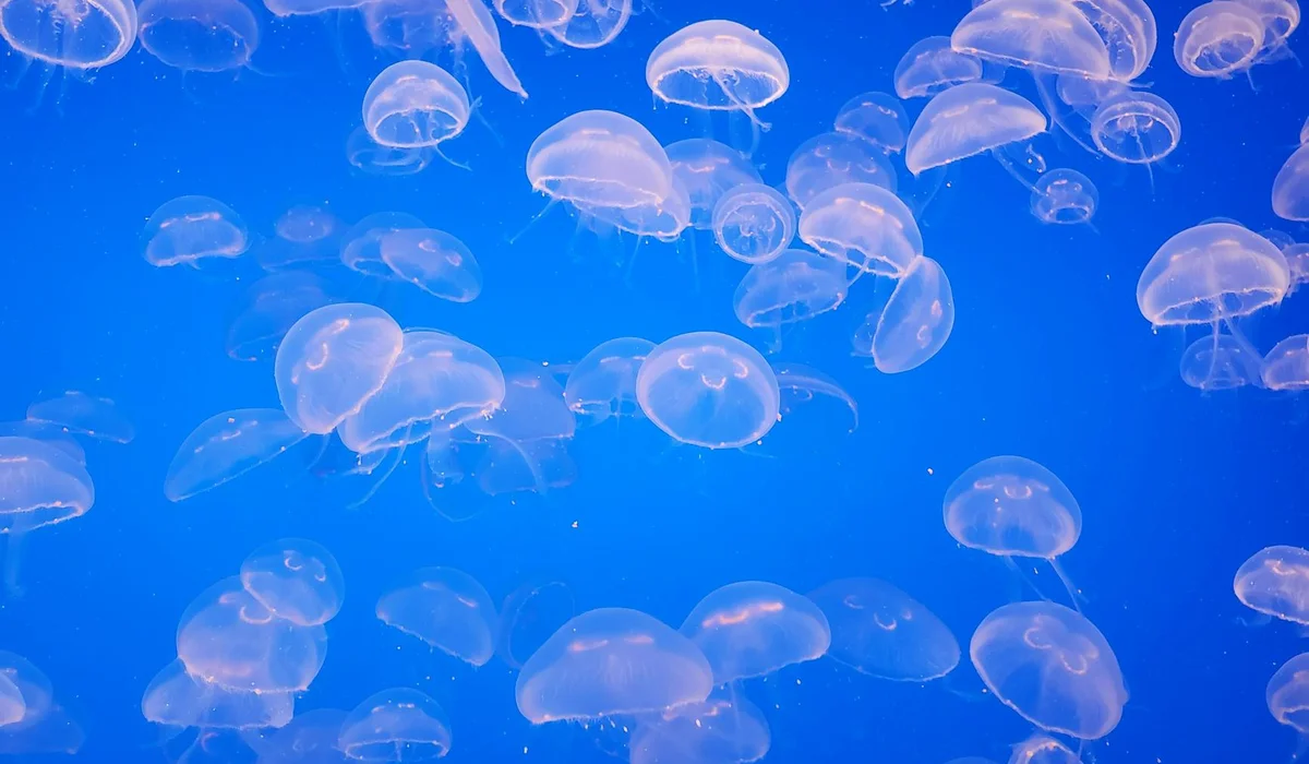 Several translucent jellyfish drift in vivid blue water, highlighting clarity and transparency.